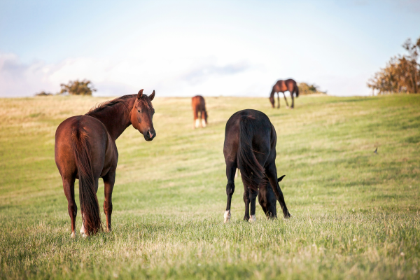 Horses Roaming Free